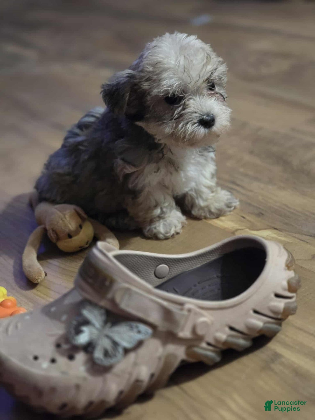 Maltipoo dogs for sale: Albert - Ad 12