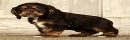 Cocker Spaniel dogs for sale: Bonnie - Ad 3