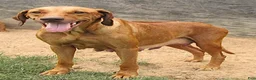 Rhodesian Ridgeback dogs for sale: Rhodesian Ridgeback 2 - Ad 4