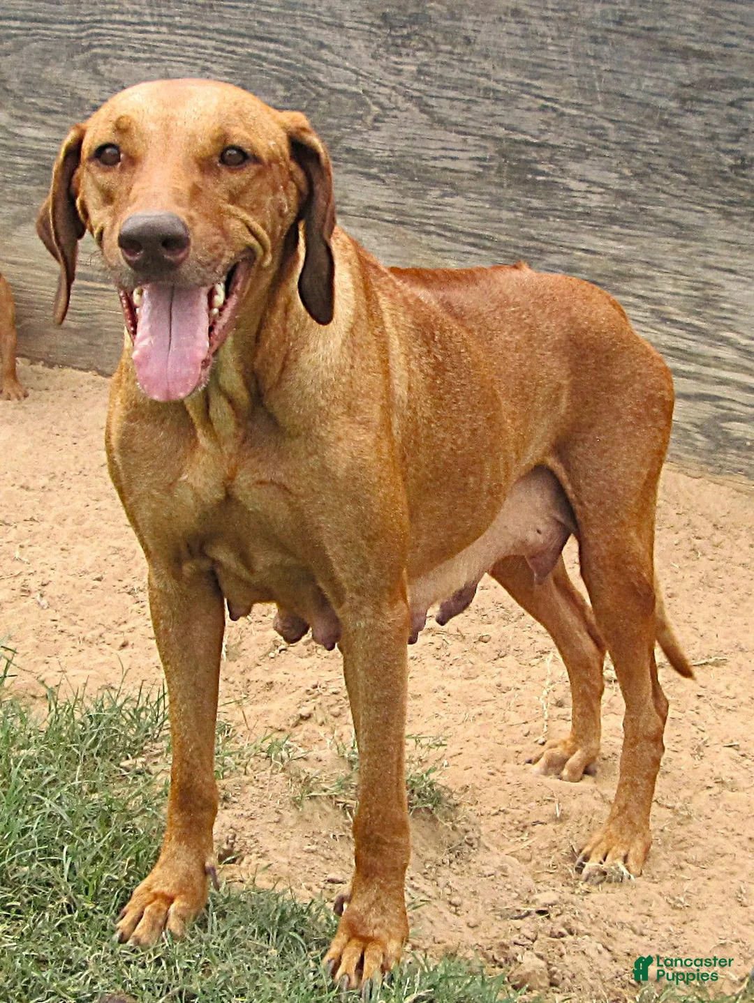 Rhodesian Ridgeback dogs for sale: Rhodesian Ridgeback 2 - Ad 4