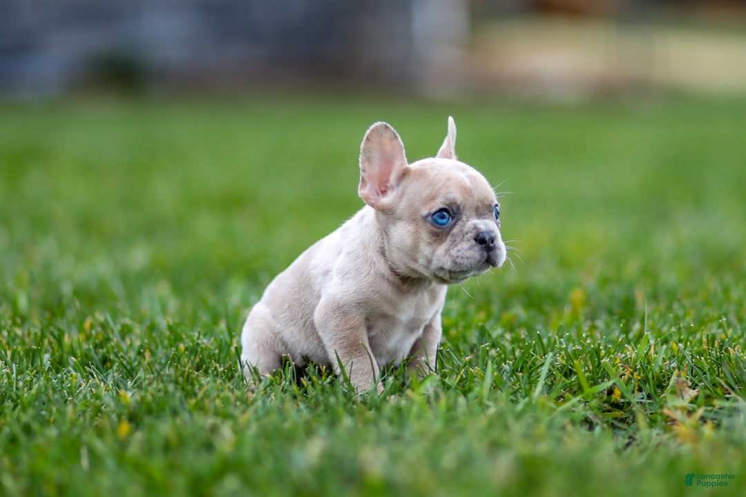 French Bulldog dogs for sale: Fern - Ad 14