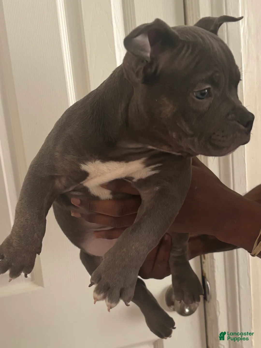 American Bully dogs for sale: Little Bill - Ad 1