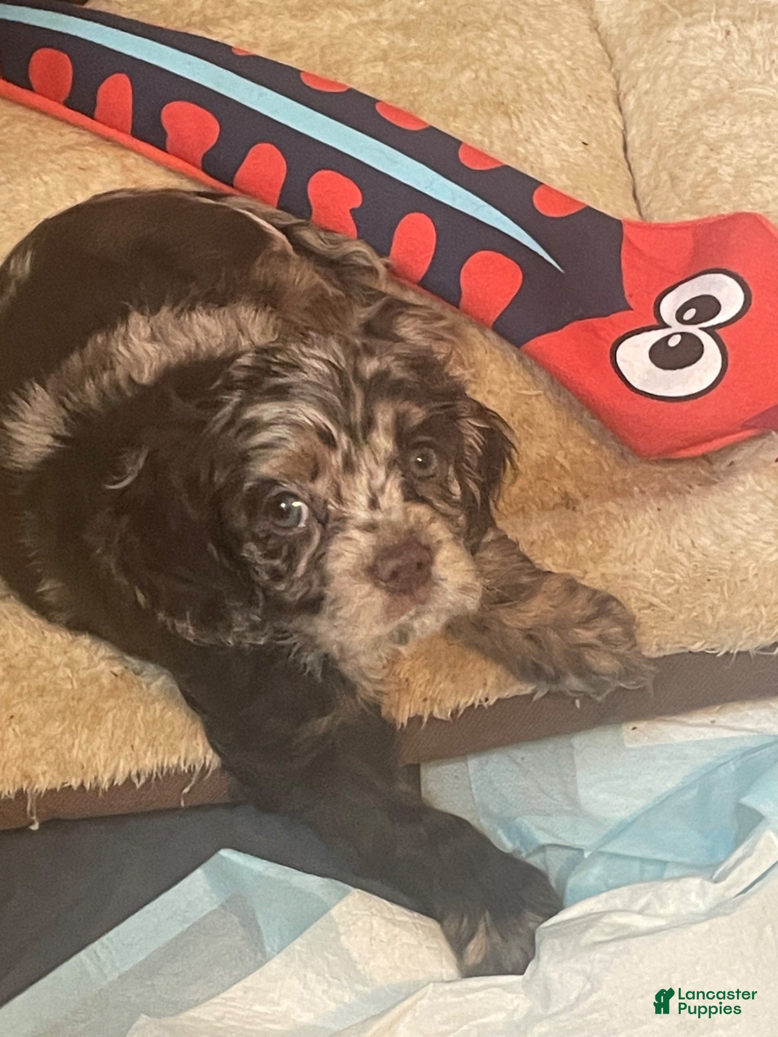 Cocker Spaniel dogs Cocker Spaniel 2 - Ad 27