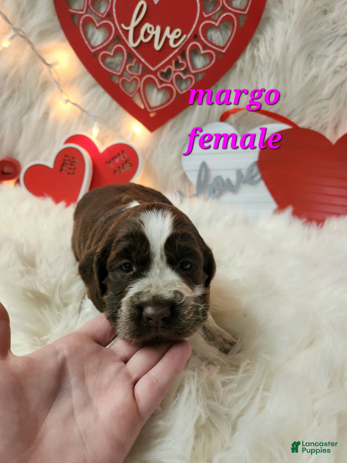 English Springer Spaniel dogs Margo - Ad 26