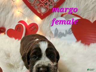 English Springer Spaniel dogs Margo - Ad 26