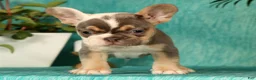 French Bulldog dogs for sale: Mojo - Ad 7