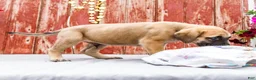 English Mastiff dogs for sale: Morris - Ad 12