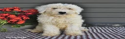 Mini Sheepadoodle dogs for sale: Coconut - Ad 5