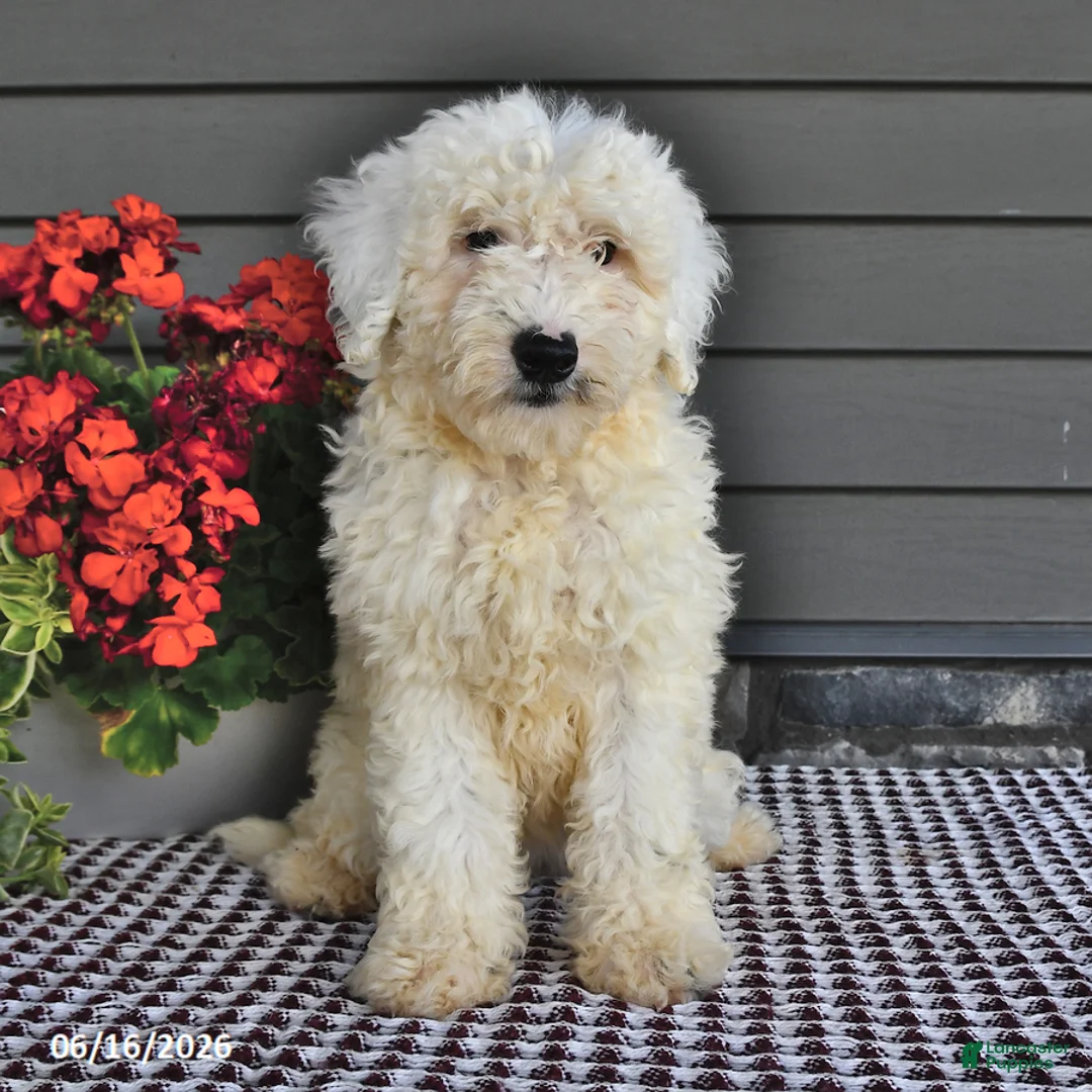 Mini Sheepadoodle dogs for sale: Coconut - Ad 5