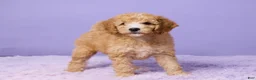 Mini Goldendoodle dogs for sale: Bella - Ad 3