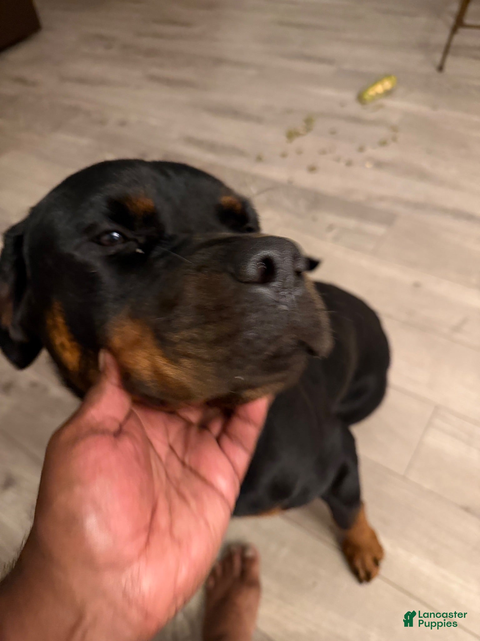 Rottweiler dogs Lola  - Ad 15
