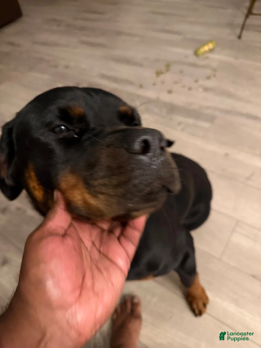 Rottweiler dogs for sale: Lola  - Ad 1