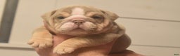 English Bulldog dogs for sale: Clove - Ad 1