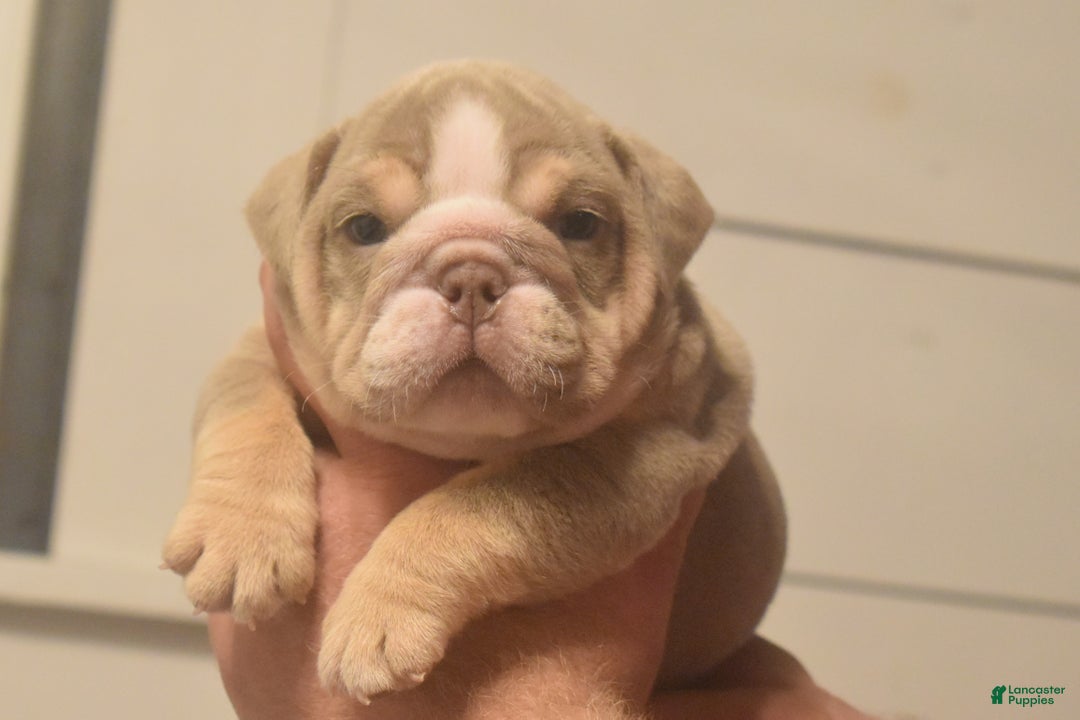 English Bulldog dogs for sale: Clove - Ad 1