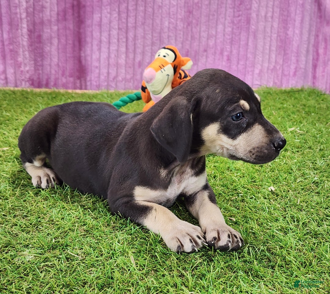 Catahoula Leopard Dog dogs for sale: Tess 2025 Female 3 - Ad 2