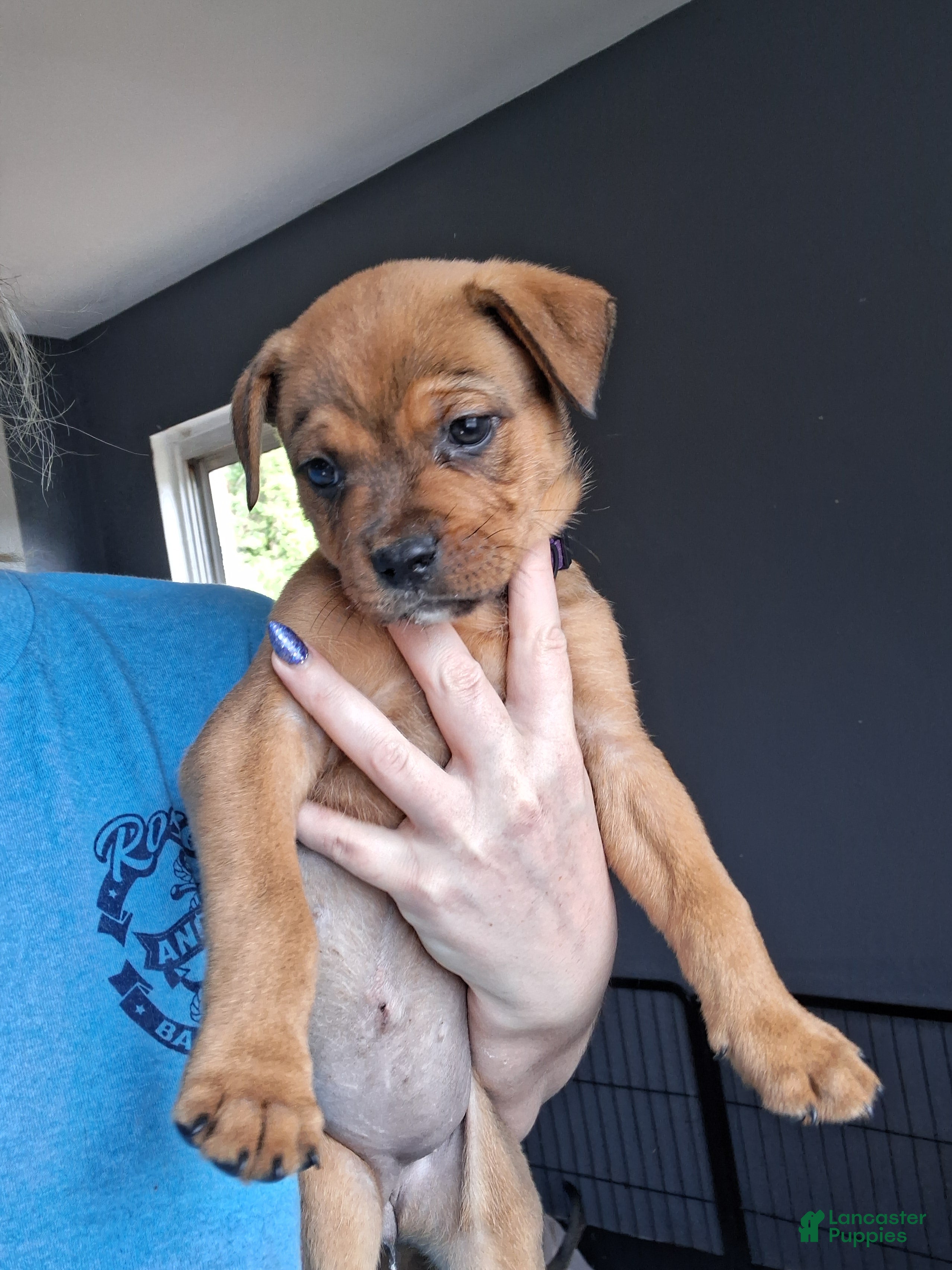 Mixed Breed dogs Sweet Pea - Ad 1