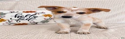 Australian Cattle Dog dogs for sale: Huxley - Ad 3