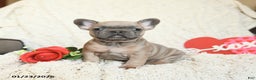French Bulldog dogs for sale: Benz - Ad 4