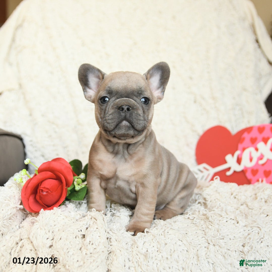 French Bulldog dogs for sale: Benz - Ad 4