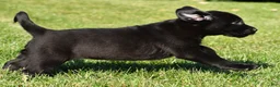 Labrador Retriever dogs for sale: Lexi - Ad 10