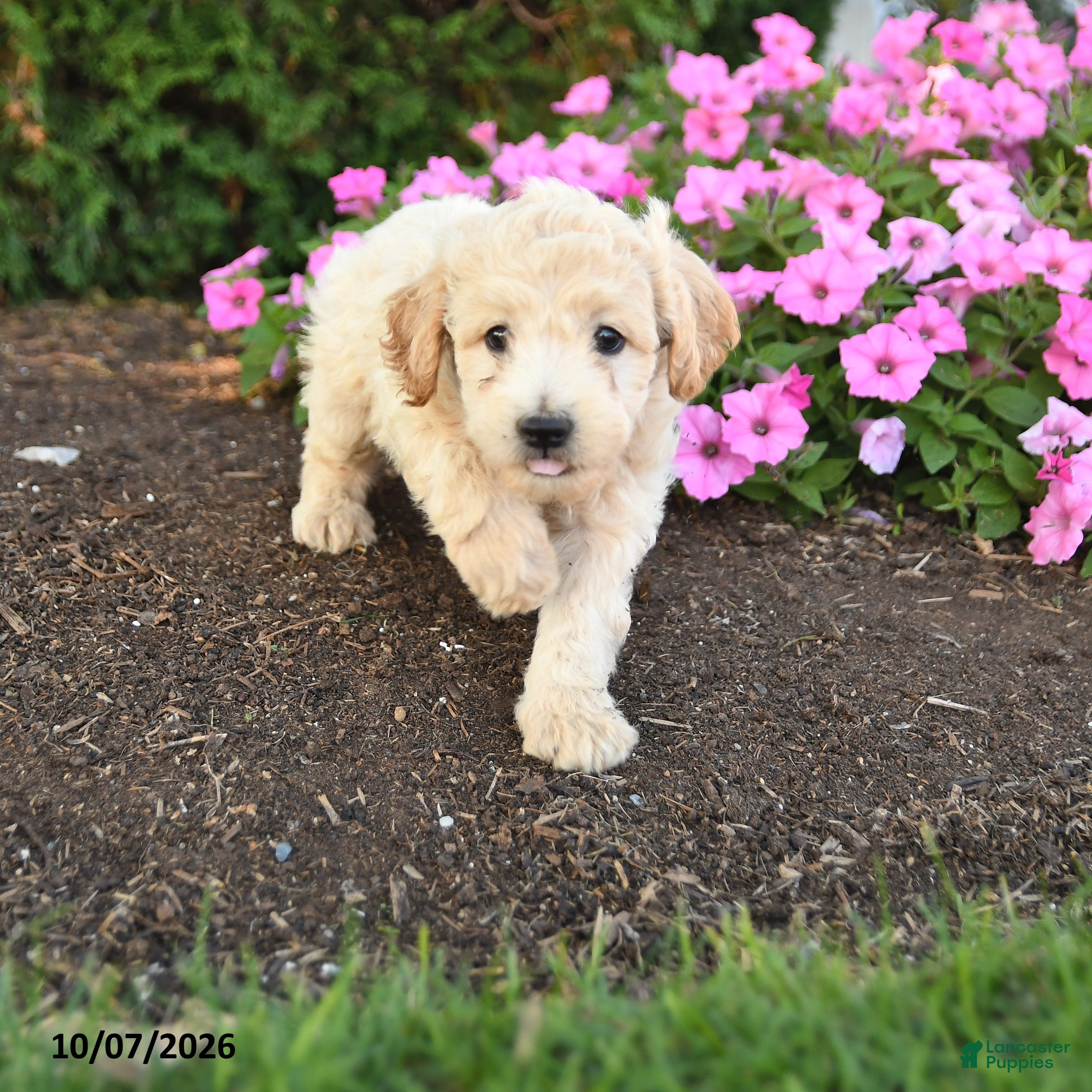 Mini Goldendoodle dogs Rex - Ad 1