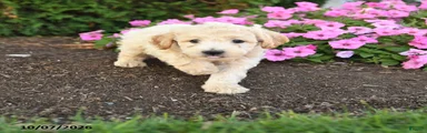 Rex