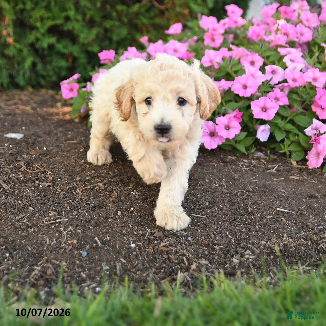 Mini Goldendoodle dogs for sale: Rex - Ad 1