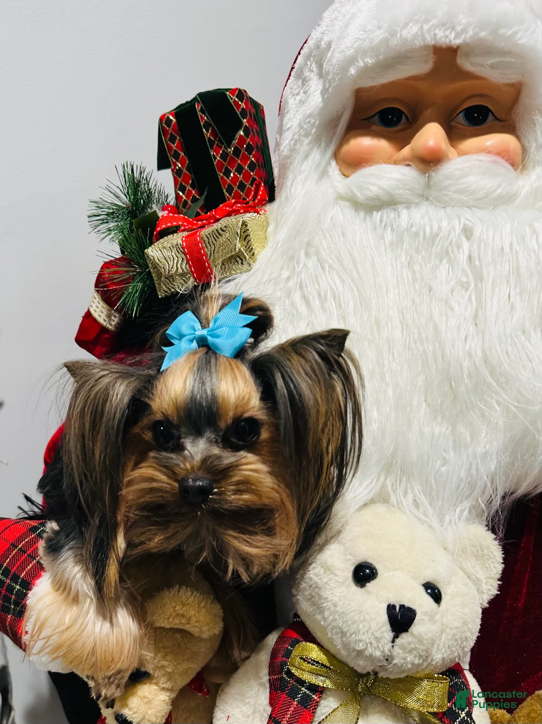 Yorkshire Terrier dogs for sale: Yorkshire Terrier Puppy 4 - Ad 7