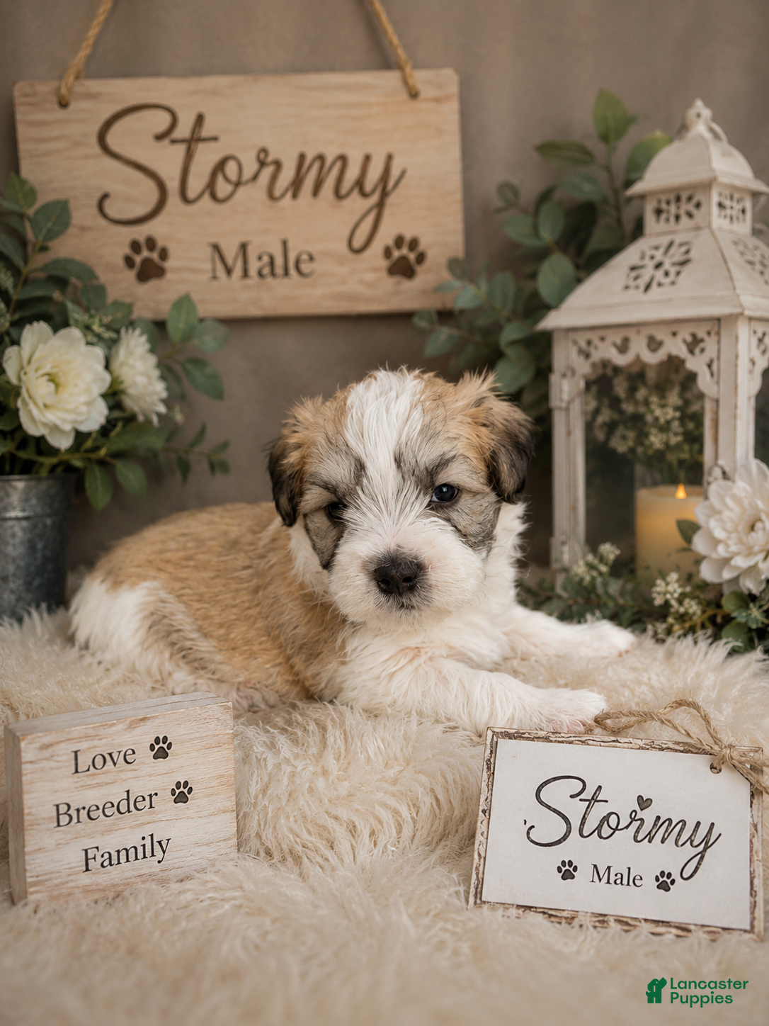 Mixed Breed dogs for sale: Stormy - Ad 3