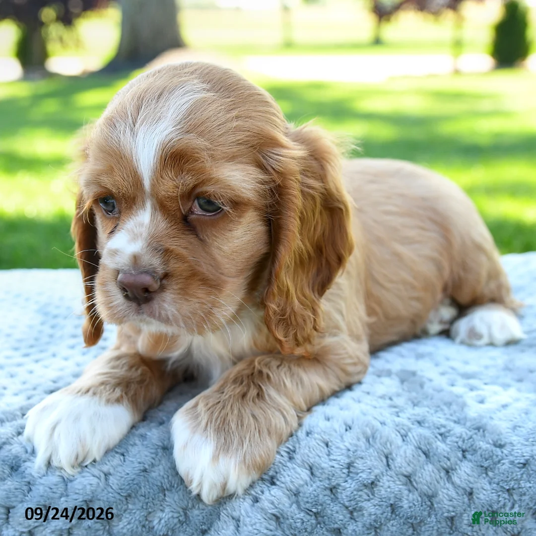 Cocker Spaniel dogs for sale: Mocha - Ad 2