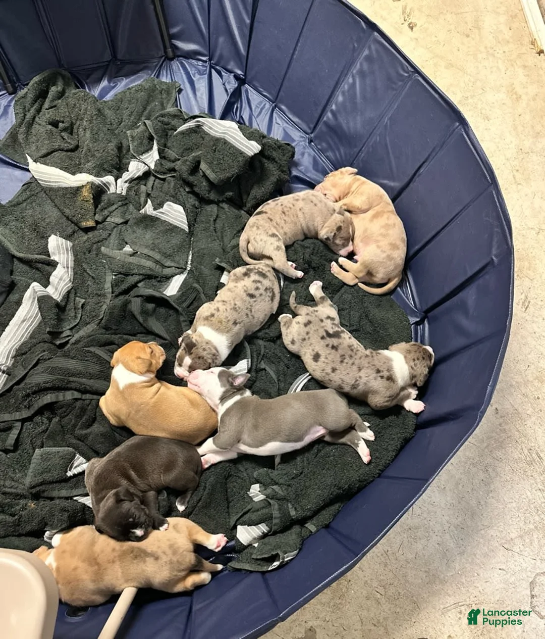 Gallery Image {{count}}