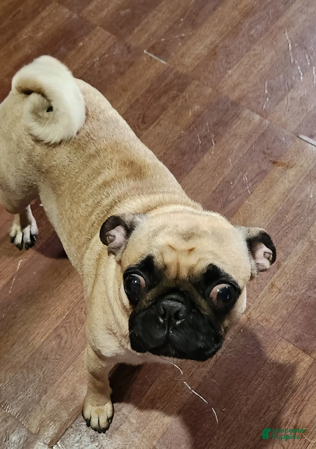 Pug dogs for sale: Pug Puppy 2 - Ad 2