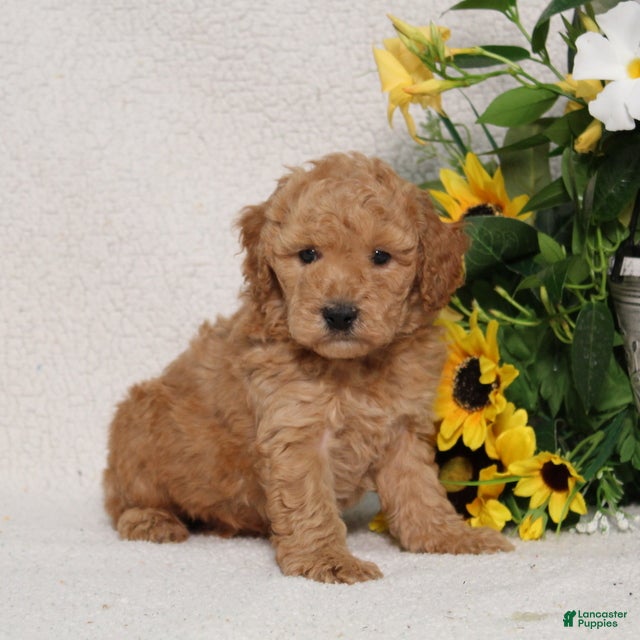 Mini Goldendoodle dogs Vance - Ad 2
