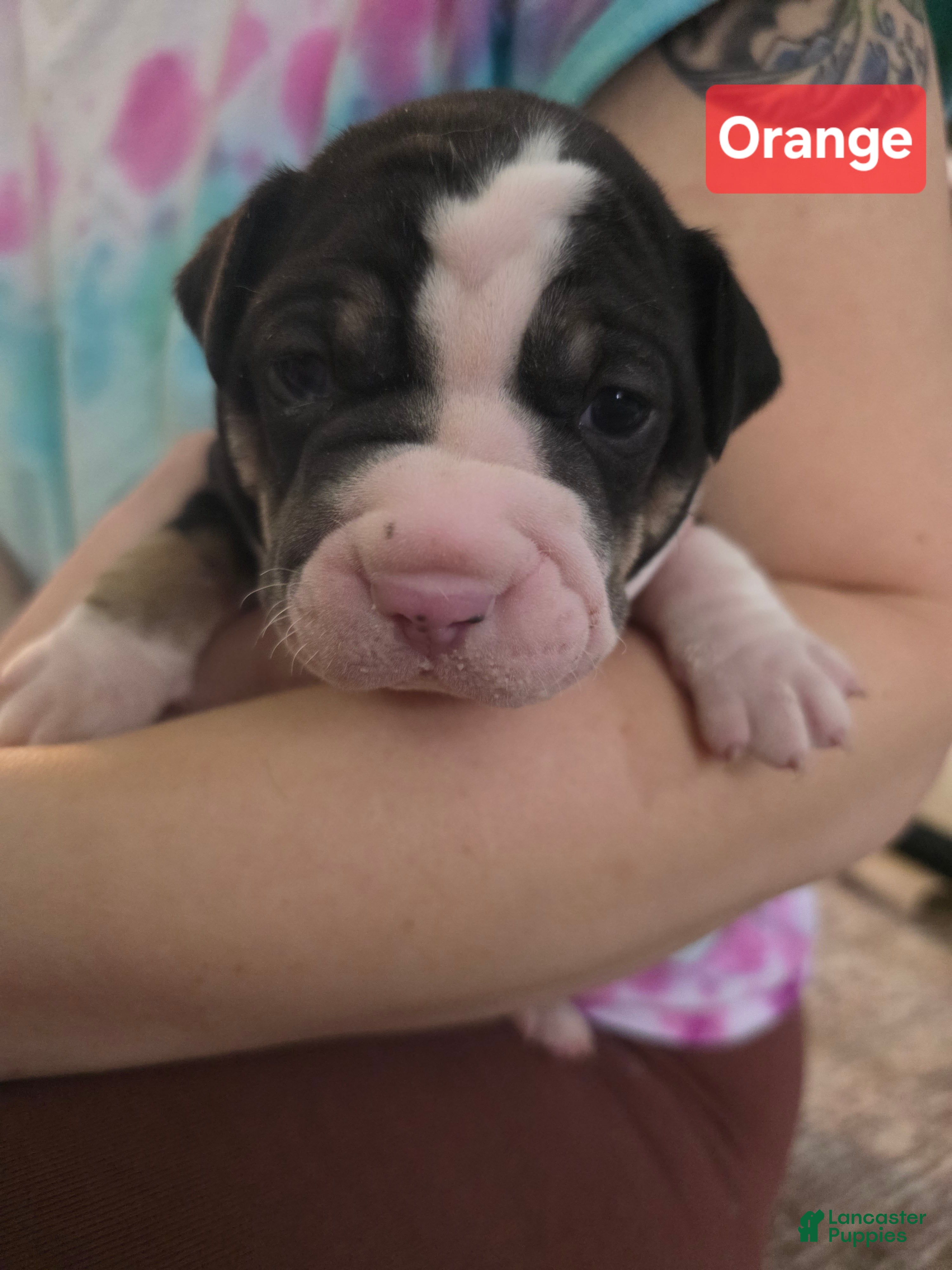 Mixed Breed dogs Orange *Updated 2/10 - Ad 36