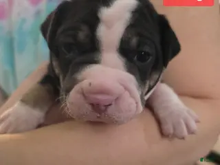 Mixed Breed dogs Orange *Updated 2/10 - Ad 36