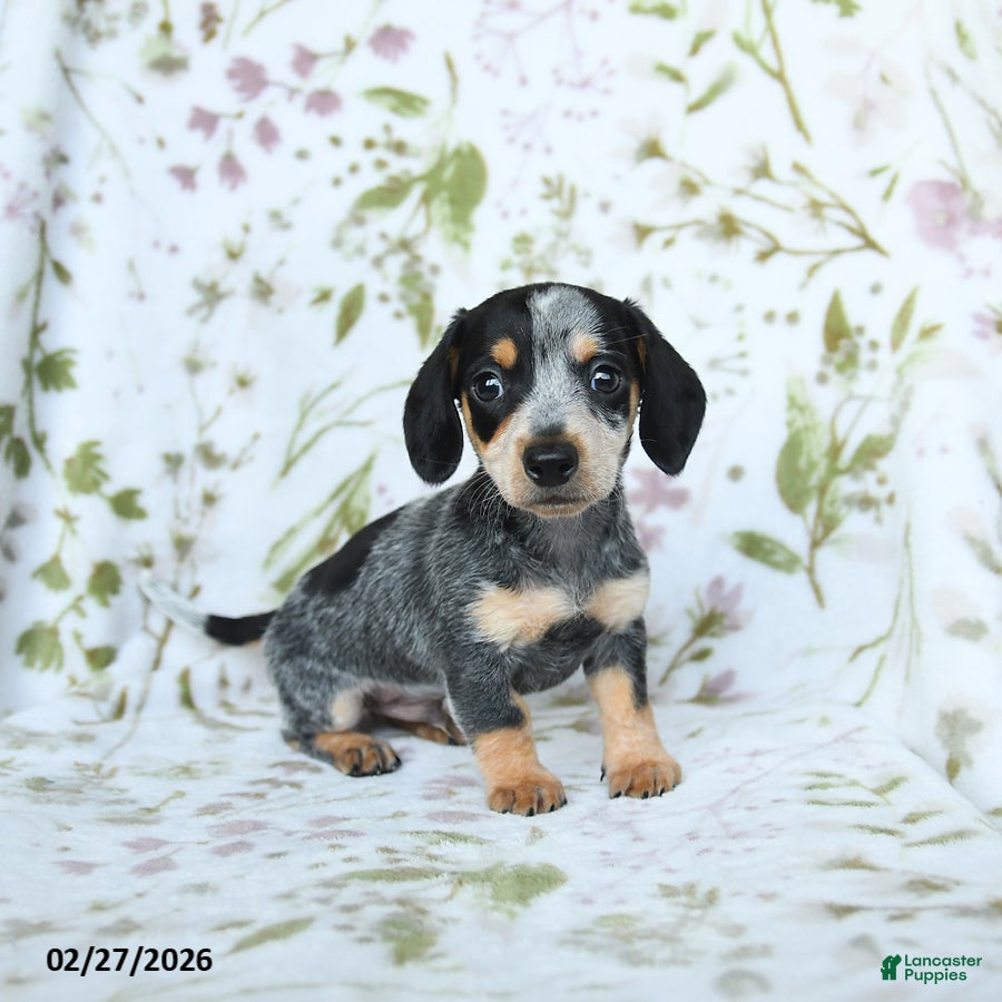 Miniature Dachshund dogs Denver - Ad 1