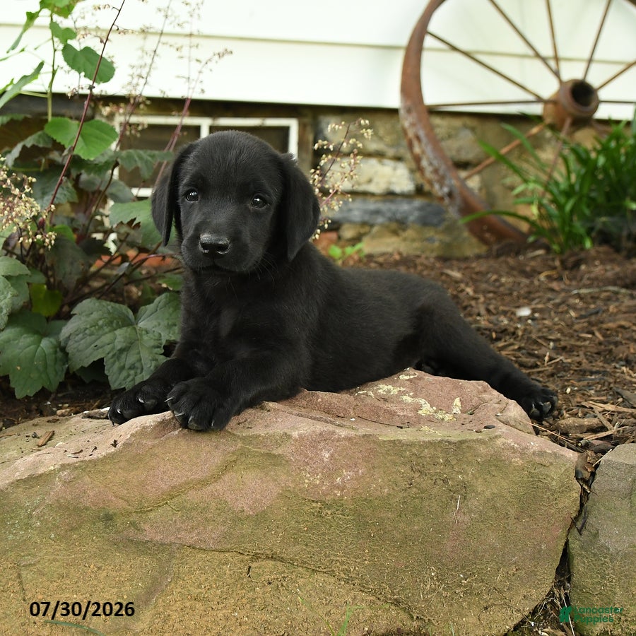 Labrador Retriever dogs Maverick - Ad 2