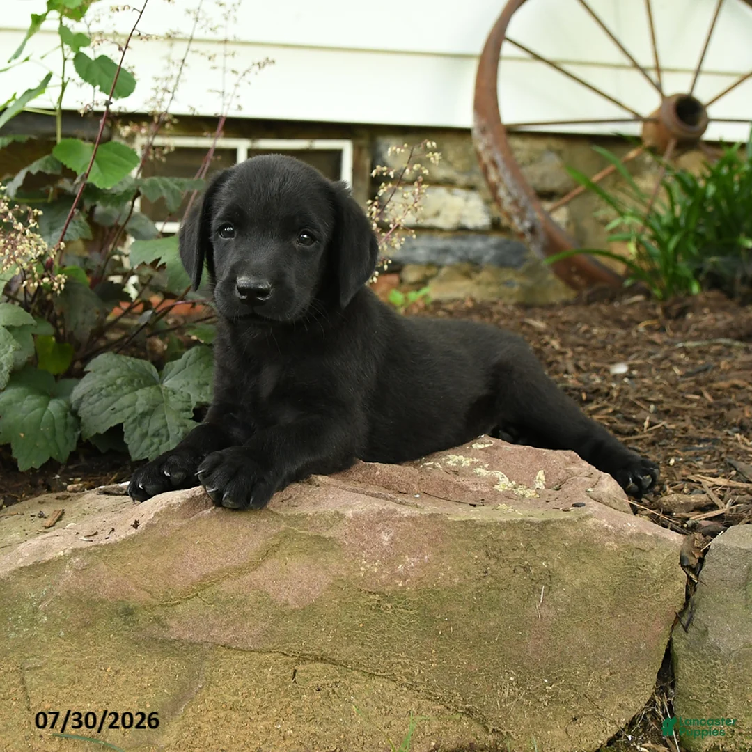 Labrador Retriever dogs for sale: Maverick - Ad 2