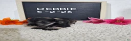 Miniature Schnauzer dogs for sale: Debbie - Ad 6
