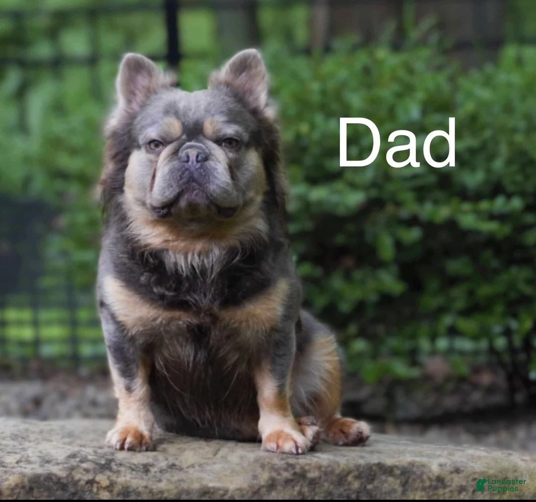 French Bulldog dogs for sale: French Bulldog Puppy 4 - Ad 8