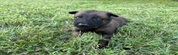 Belgian Malinois dogs for sale: James Bond (light green) - Ad 5