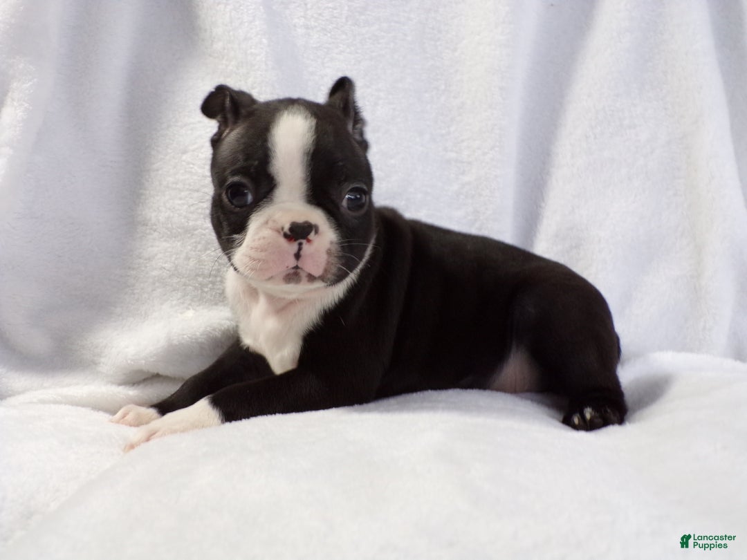 Boston Terrier dogs for sale: Vinnie AKC - Ad 1