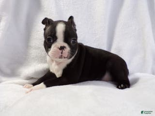 Boston Terrier dogs Vinnie AKC - Ad 12