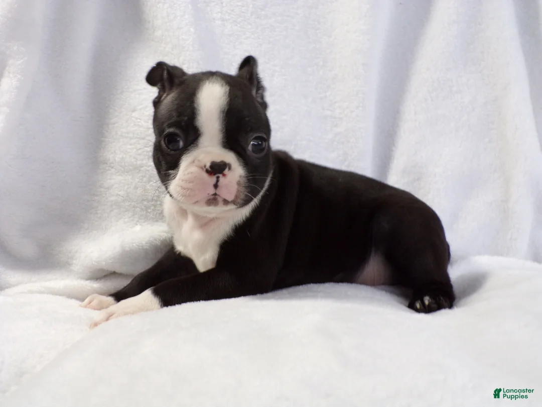 Boston Terrier dogs for sale: Vinnie AKC - Ad 1