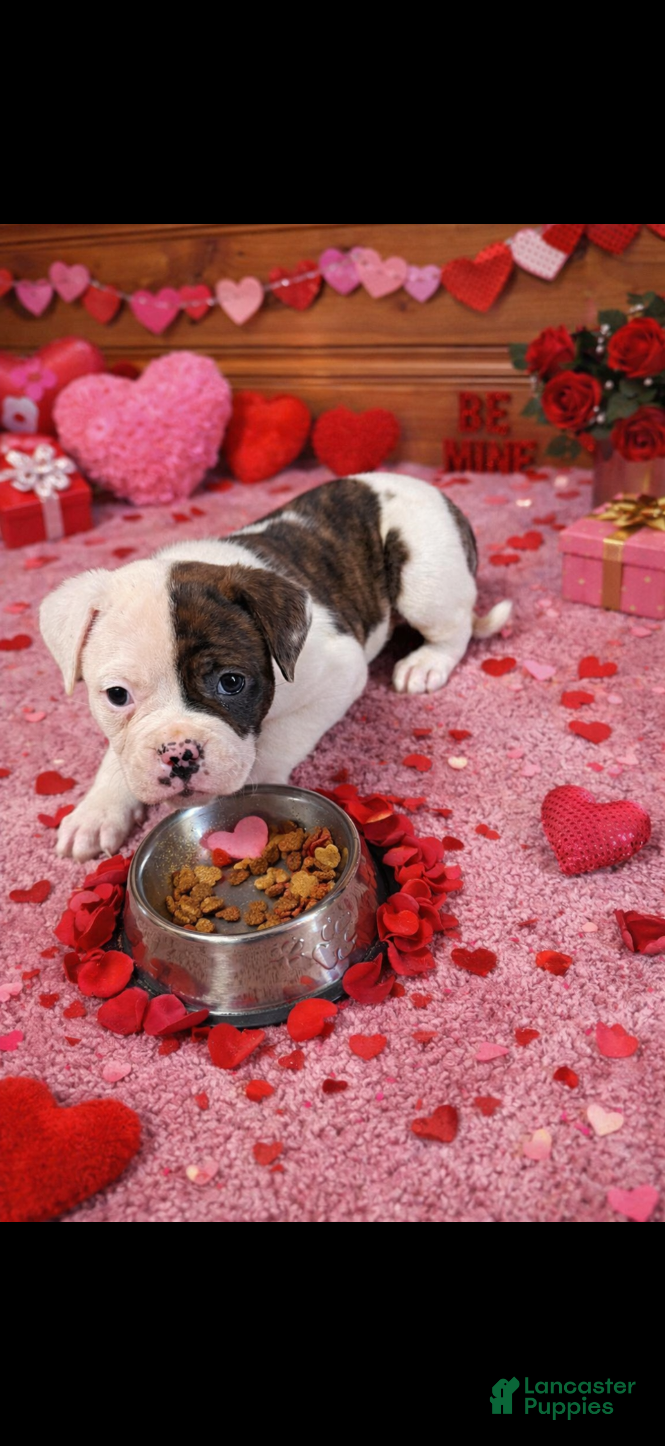 American Bulldog dogs Thor - Ad 4