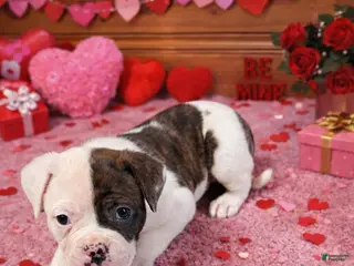 American Bulldog dogs Thor - Ad 4
