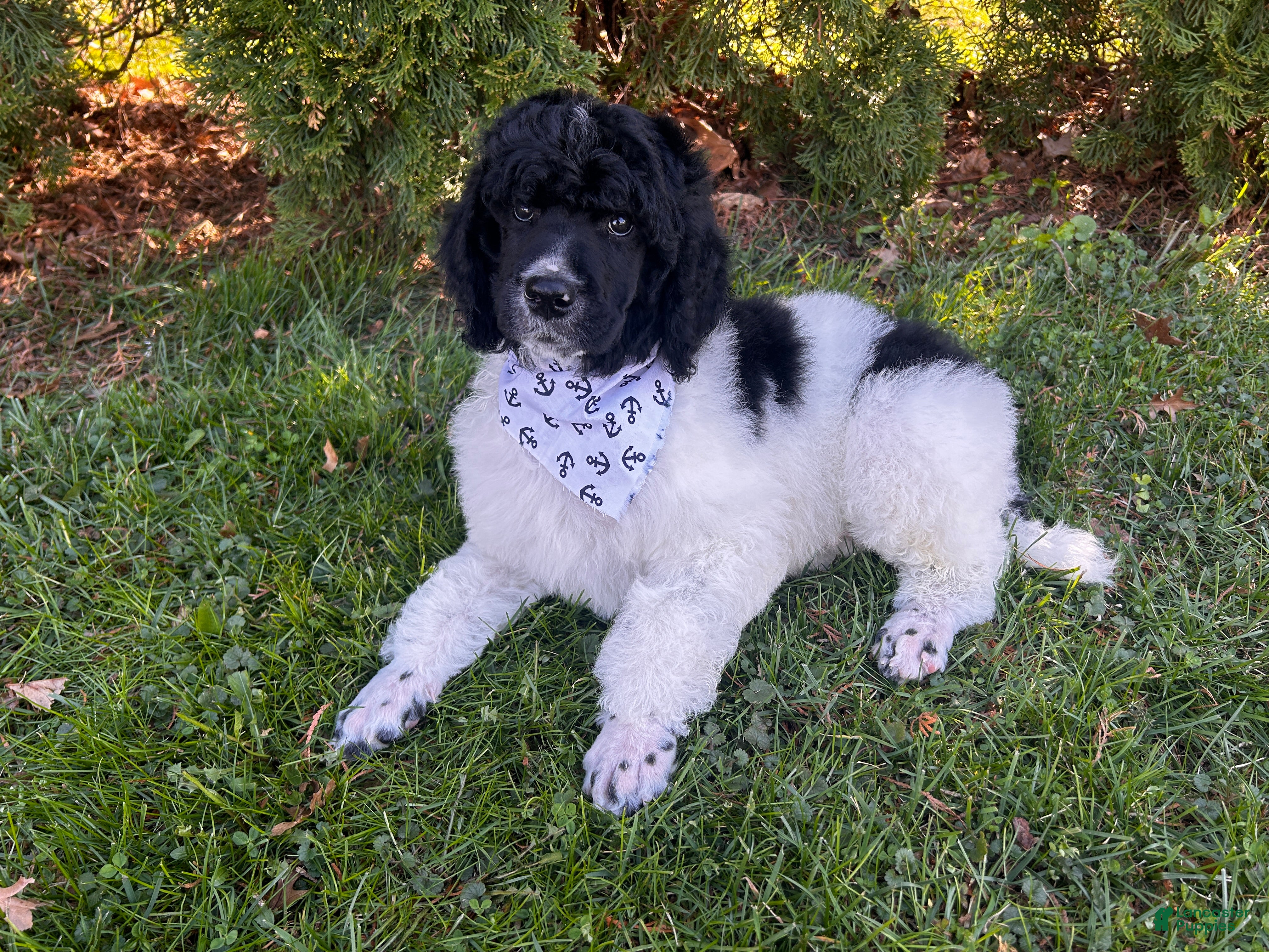 Standard Poodle dogs ⚓️Bouy-DNA Clear🐩 - Ad 1