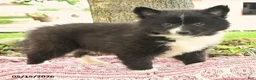Pomsky dogs for sale: Gavin - Ad 4