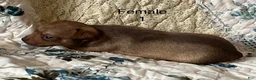 Chiweenie dogs for sale: Chiweenie 6 - Ad 23