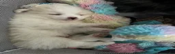 Pomeranian dogs for sale: Pomeranian 3 - Ad 5
